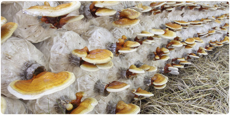 Вирощування  грибів